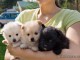 Chiots de race  spitz nain lof