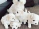 Disponibles de suite magnifiques chiot bichon maltais