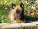 A donner chiots berger Malinois 