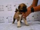 Kangal turc chiots à vendre