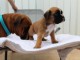 Chiots boxer A Donner