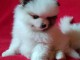 Don chiot spitz nain femelle blanche