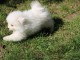 Don chiot spitz nain femelle blanche