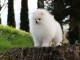 Don chiot spitz nain femelle blanche