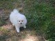 Don chiot spitz nain femelle blanche