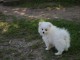 Don chiot spitz nain femelle blanche