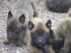 Magnifiques chiots Berger Malinois inscrit au lof, agés de 3 mois