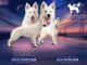 Berger Blanc Suisse chiots