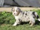 A donnez chiot berger australien femelle bleu merlé