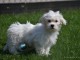 Adorable chiot bichon maltais femelle 