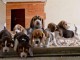 chiots Beagle mâles et femelles  