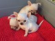 Chiot chihuahua femelle et mâle à adopter