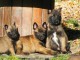 Chien Berger Belge malinois femelle à donner