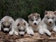 Magnifique chiots siberien Husky