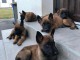 Malinois belge chiots