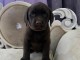 Magnifique chiot Berger Australien en adoption