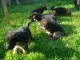 5 chiots Bergers Allemands A donner