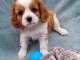 Chiots cavalier king charles spaniel