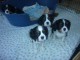 Chiots cavalier king charles spaniel