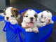 Magnifique bulldogs anglais à adopter