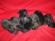 Superbes chiots Berger Allemand