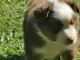 Adoption chiot berger australien