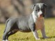 Chiot American Staffordshire Terrier