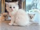 chaton ragdoll disponible de suite