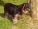 Chiot yorkshire femelle