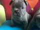 chiots bouledogue français Bleu lof