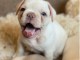 Magnifique bulldogs français en adoption