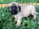 Adorables Chiots Mastiff a donner 