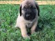 Magnifiques chiots Mastiff 