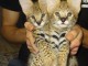 chatons serval , savannah et caracal 