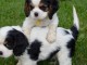 chiots cavalier king charles disponibles à adopter