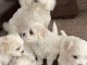 Chiots maltais Urgent