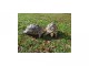 Tortue léopard " Stigmochelys pardalis babcocki ", couple adulte