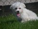 Donne chiot bichon maltais femelle