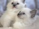 Chatons ragdoll a donner