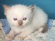 Chatons ragdoll a donner 