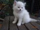 Chatons ragdoll a donner 