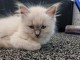 Chatons ragdoll a donner 