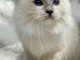 Chatons ragdoll a donner 