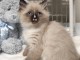 Chatons ragdoll a donner 