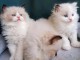 Chatons ragdoll a donner 