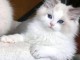 Chatons ragdoll a donner 