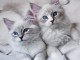 Chatons ragdoll a donner 