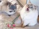 Chatons ragdoll a donner 