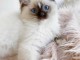 Chatons ragdoll a donner 