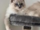 Chatons ragdoll a donner 